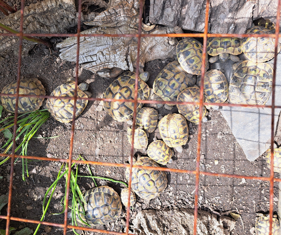 Griechische Landschildkröten NZ ab 2018 zu verkaufen