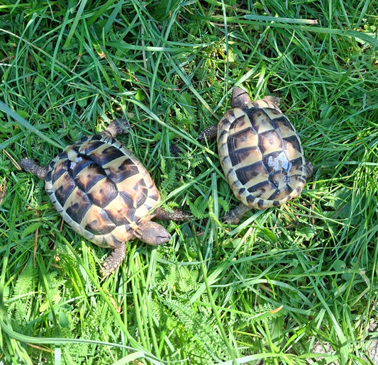 Griechische Landschildkröte