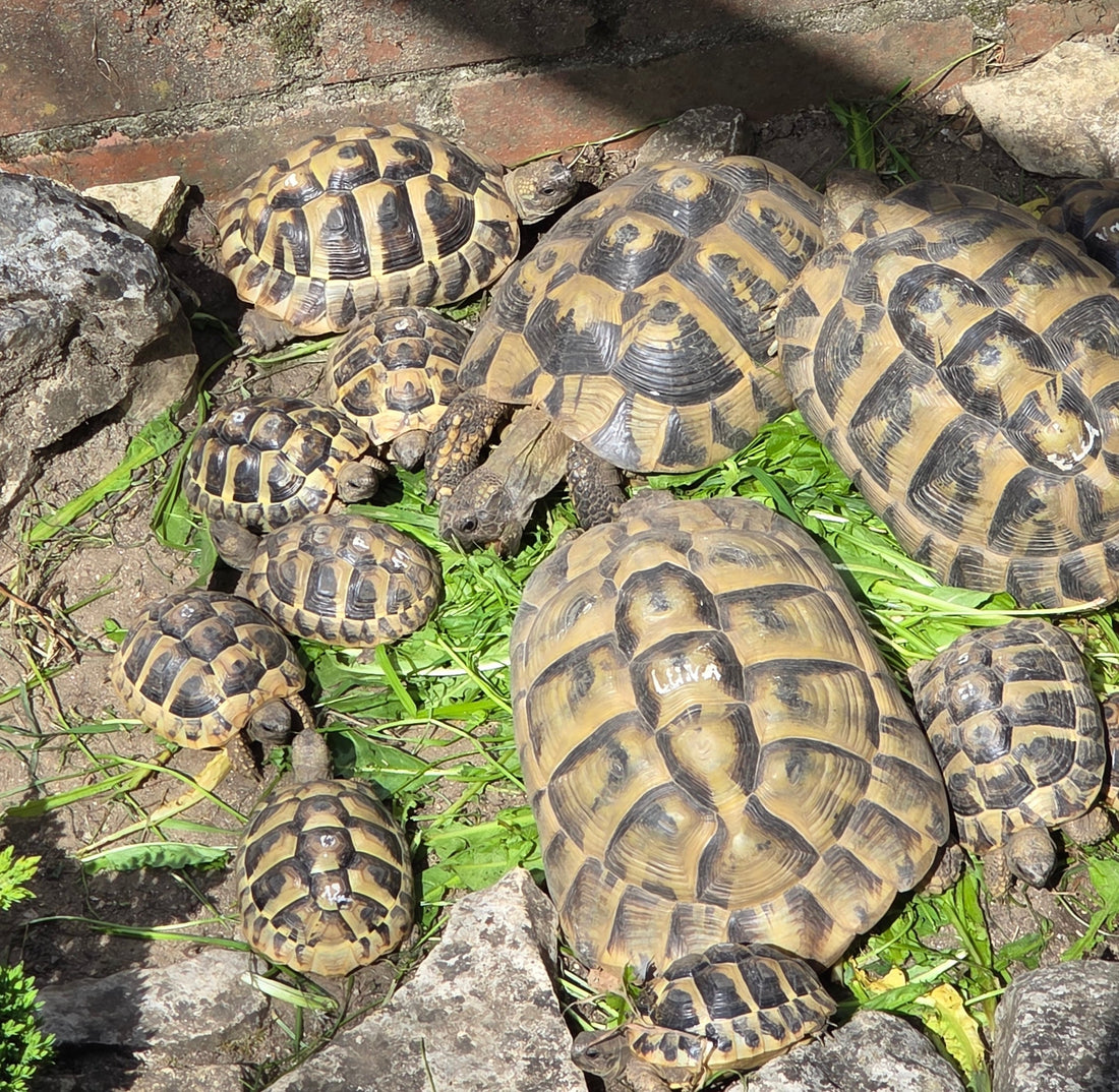 Griechische Landschildkröten Nachzucht 2023 aus Hobbyzucht zu verkaufen