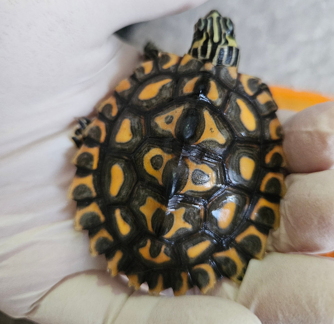 Graptemys Flavimaculata Höckerschildkröte Männchen