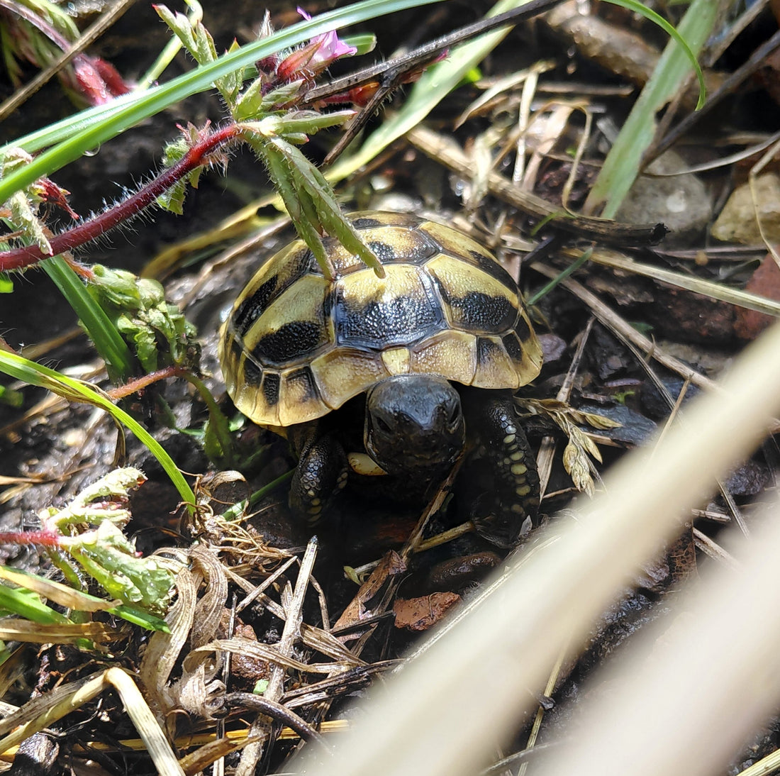 Griechische Landschildkröten Nachzuchten 2025