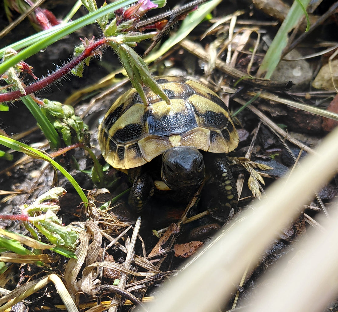 Griechische Landschildkröten Nachzuchten 2025