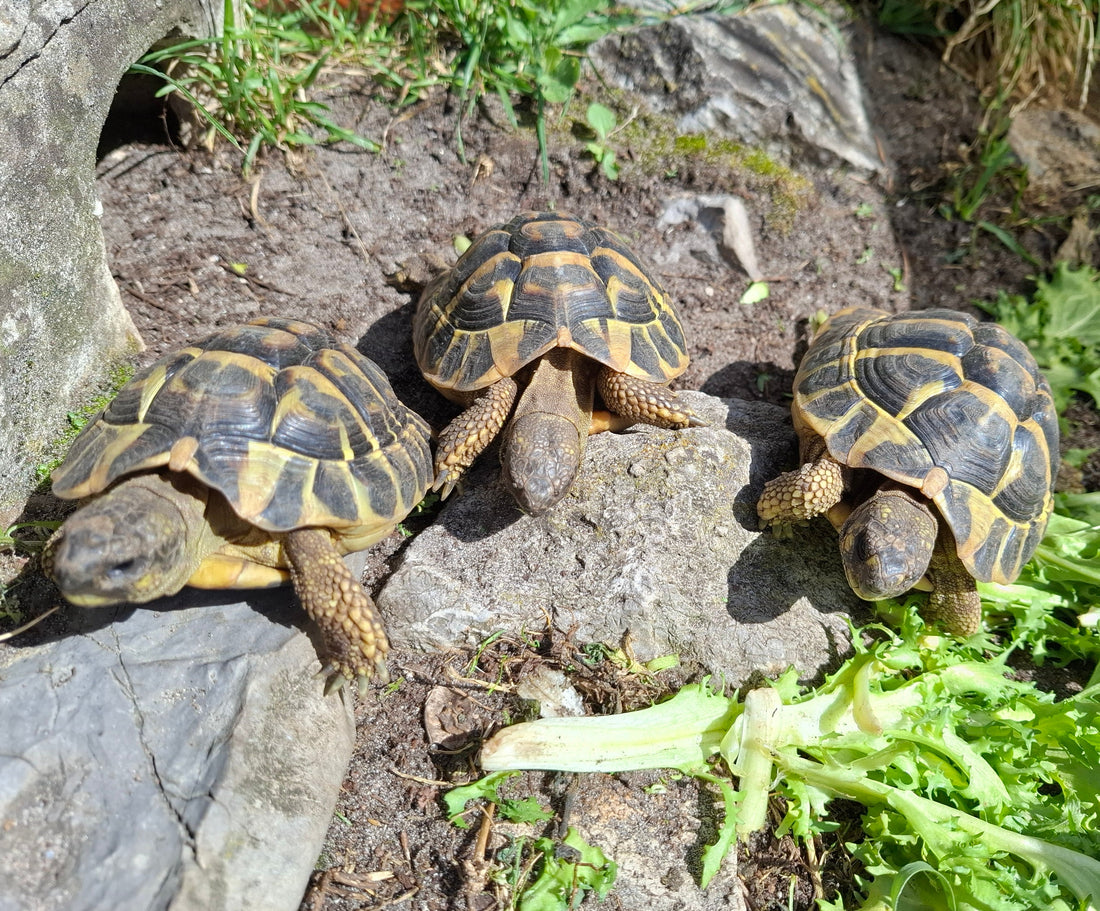 Griechische Landschildkröten NZ 2022