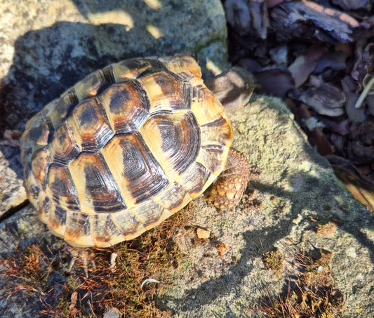 Eine griechische Landschildkröte zu verkaufen
