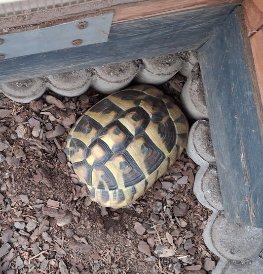 3 griechische Landschildkröten zu verkaufen