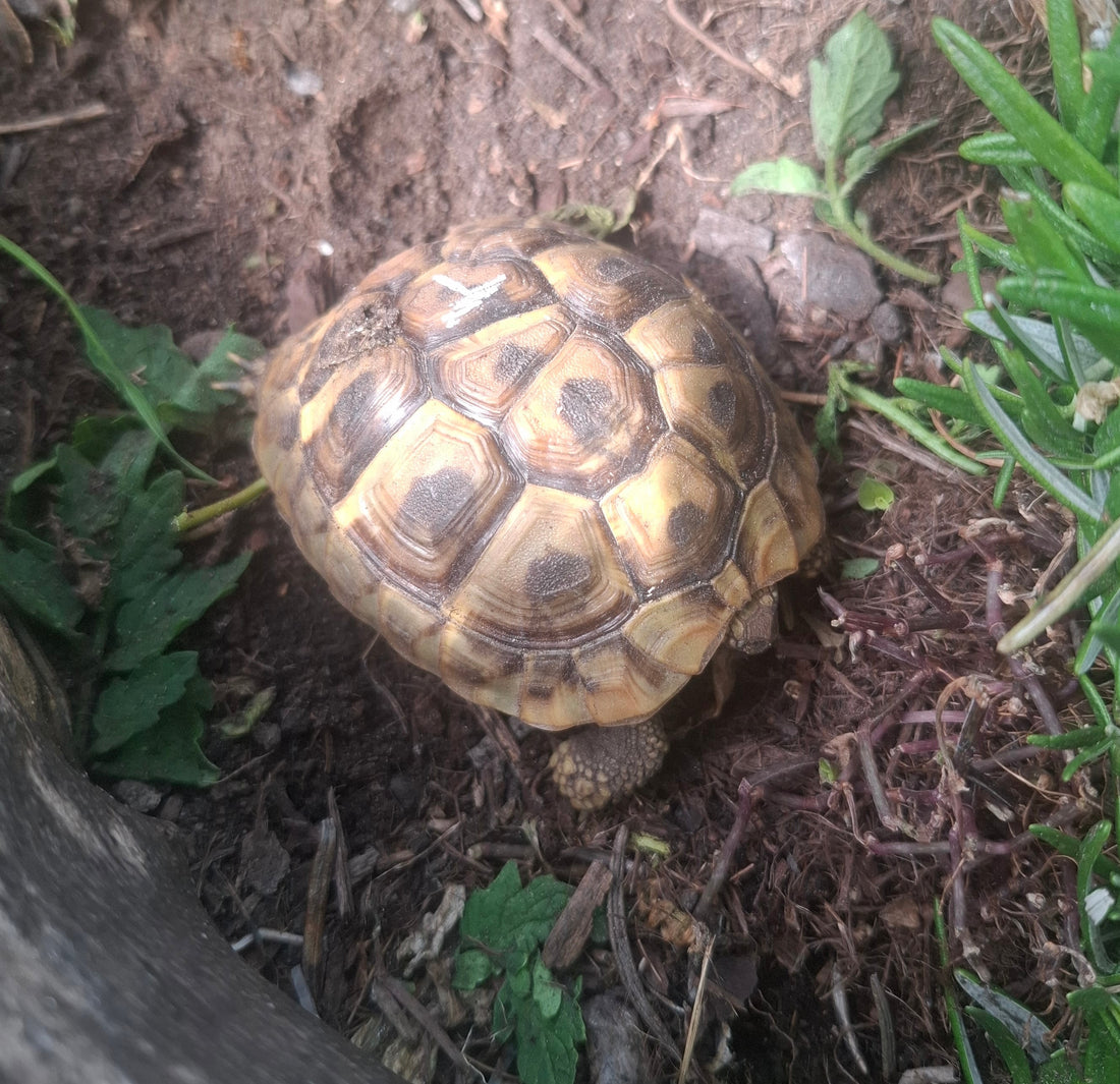 Griechische Landschildkröte NZ 2024 zu verkaufen