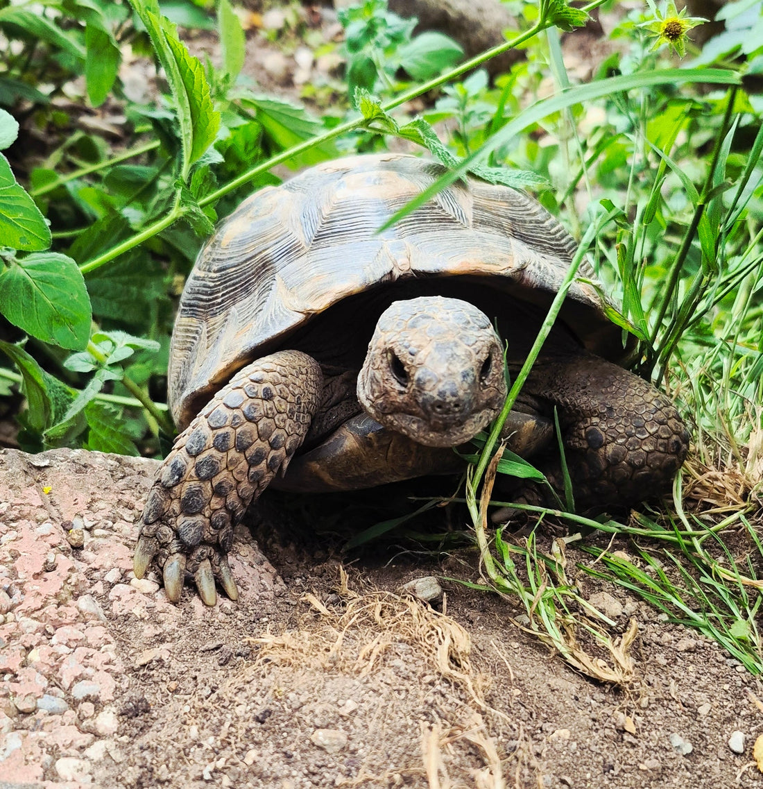 3 Landschildkröten abzugeben (1996/2007)