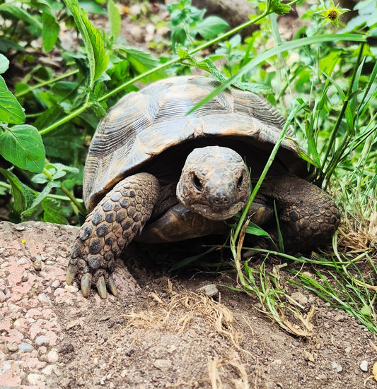 3 Landschildkröten abzugeben