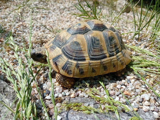 Griechische Landschildkröten, August 2021 zu verkaufen