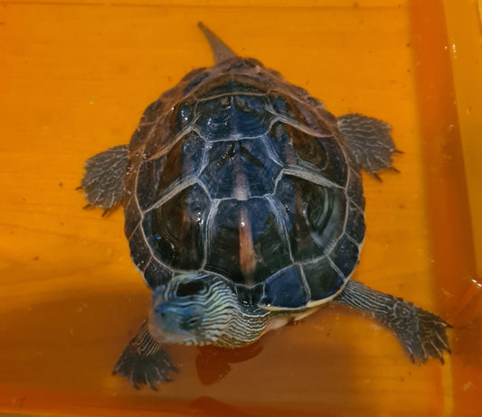 Chinesische Wasserschildkröte zu verschenken