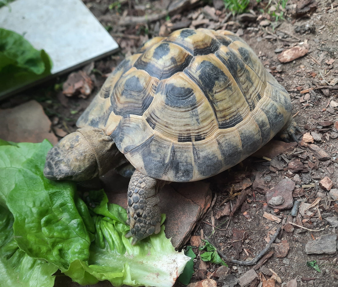 Männl. griech. Landschildkröte, 2016