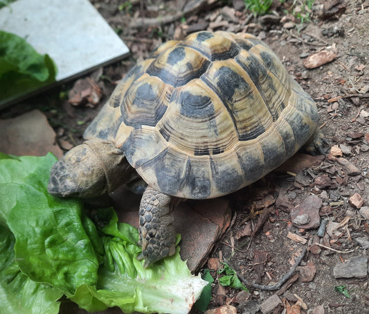 Männl. griech. Landschildkröte, 2016