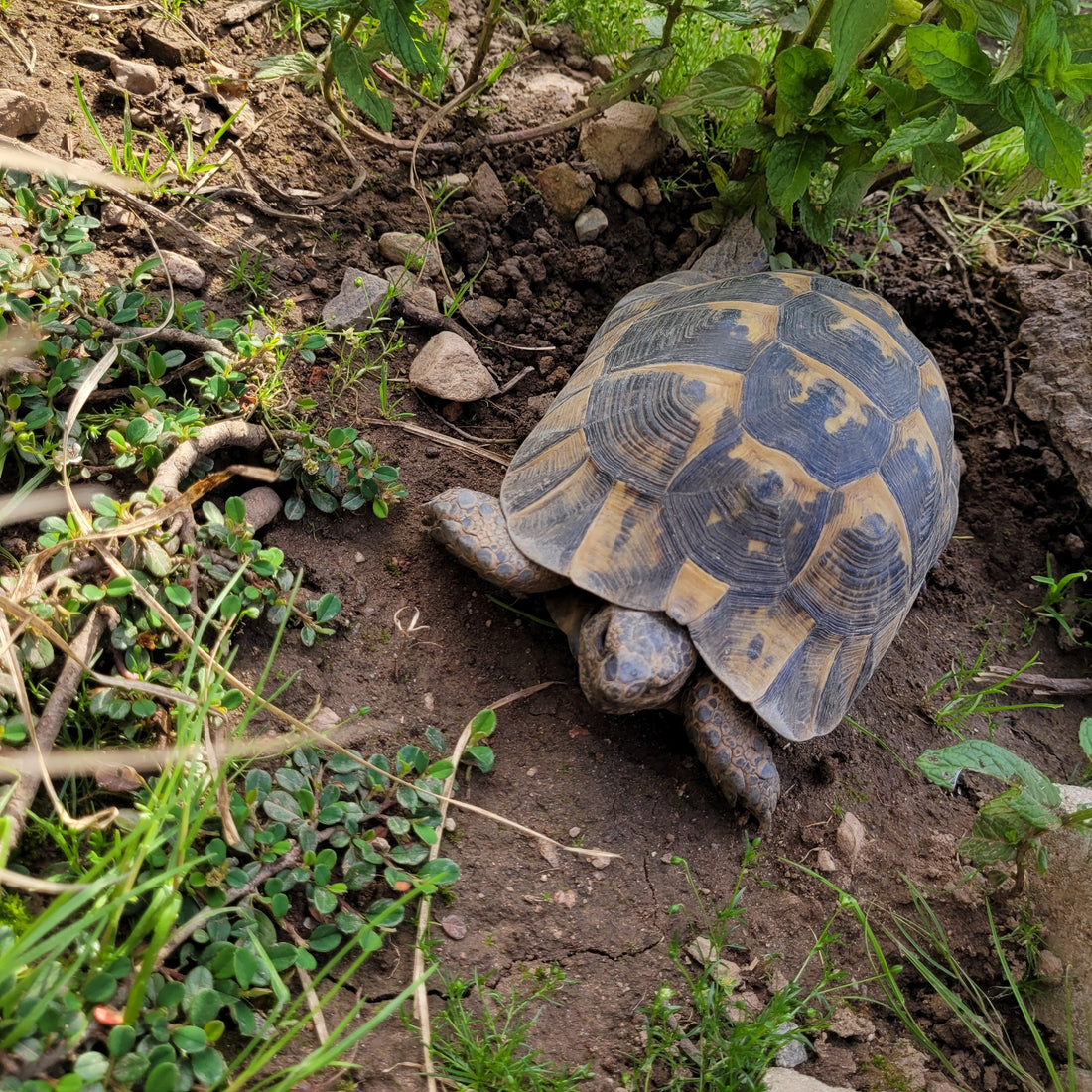 Maurische Landschildkröte zu verschenken