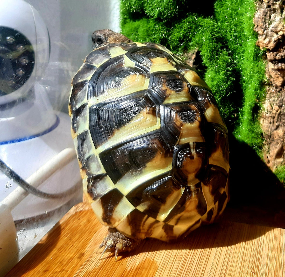 Geschenk. Griechische Landschildkröten NZ 2022