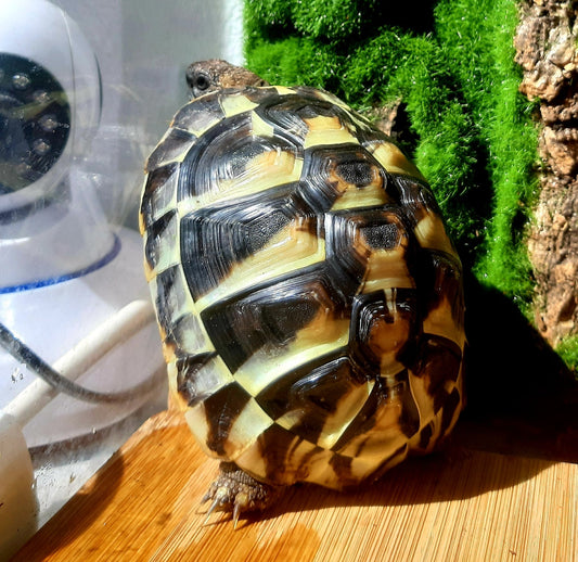 Geschenk. Griechische Landschildkröten NZ 2022
