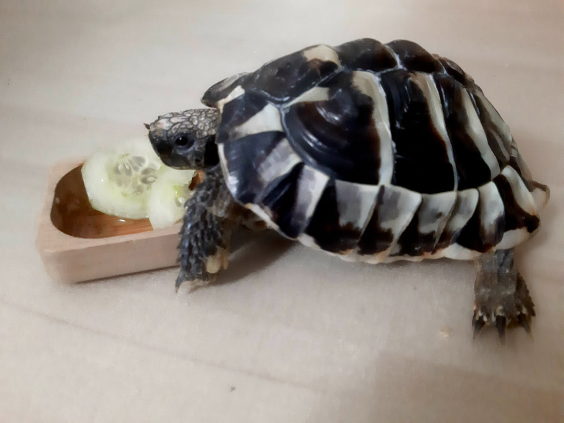 Griechische Landschildkröten NZ 2022 zu verkaufen