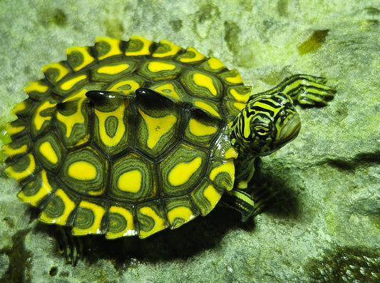 Wasserschildkröten Graptemys Flavimaculata Männchen
