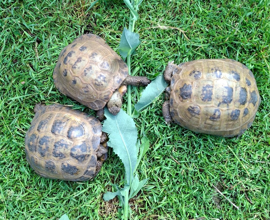 Steppenschildkröten