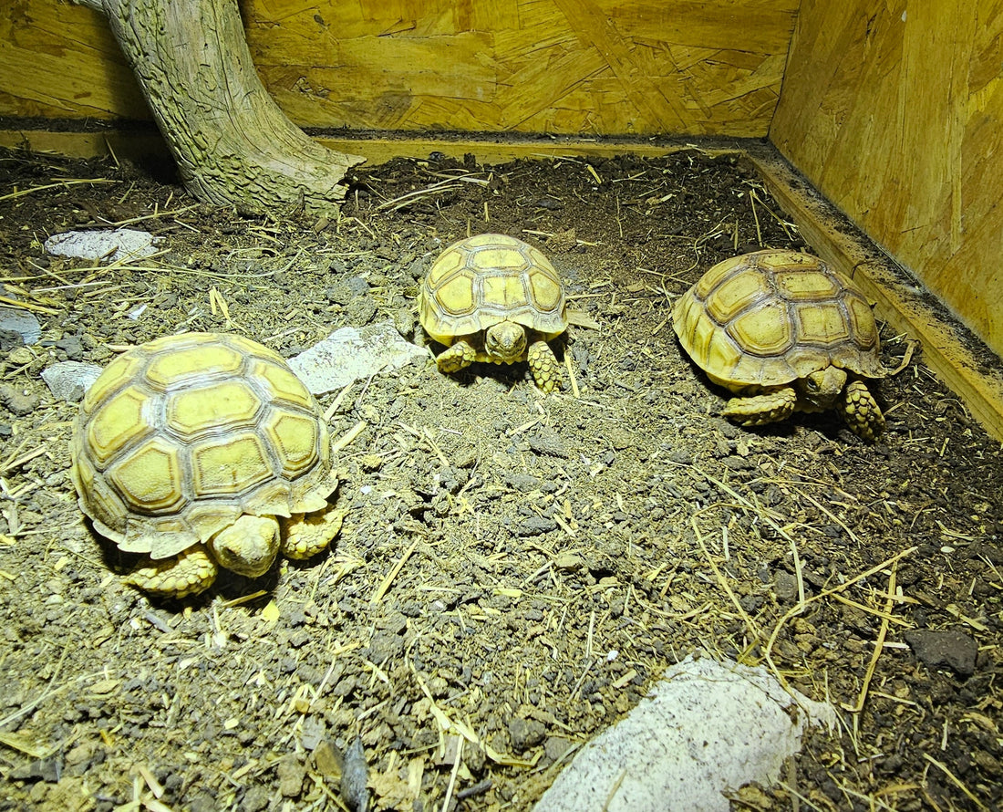 3 Afrikanische Landschildkröten inklusive komplettem Zubehörpaket abzugeben