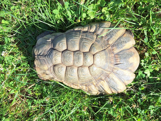 Verkaufe 3 Erwachsene Breitrandschildkröten testudo marginalis