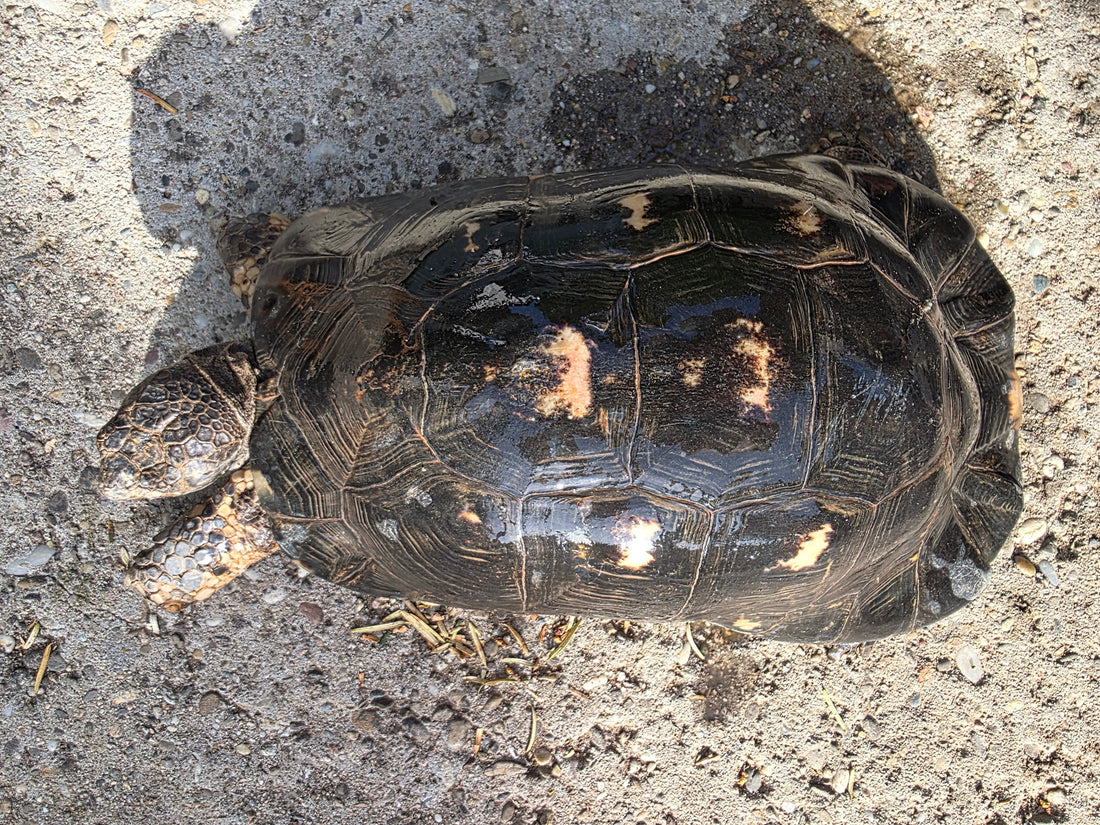 Männliche adulte Breitrandschildkröte