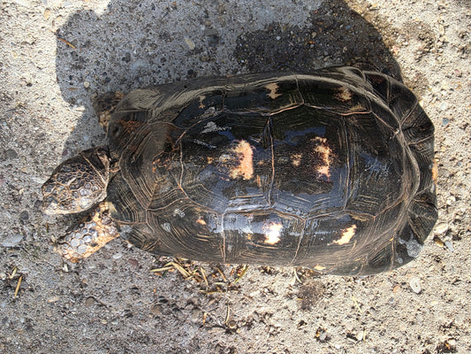Männliche adulte Breitrandschildkröte