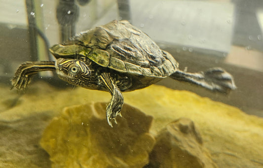 Mississippi Höckerschildkröte