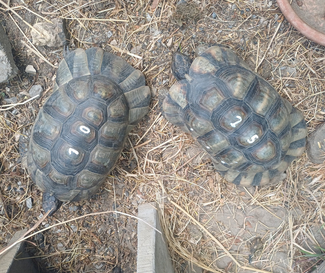 Breitrandschildkröten männlich