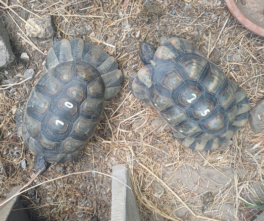 Breitrandschildkröten männlich