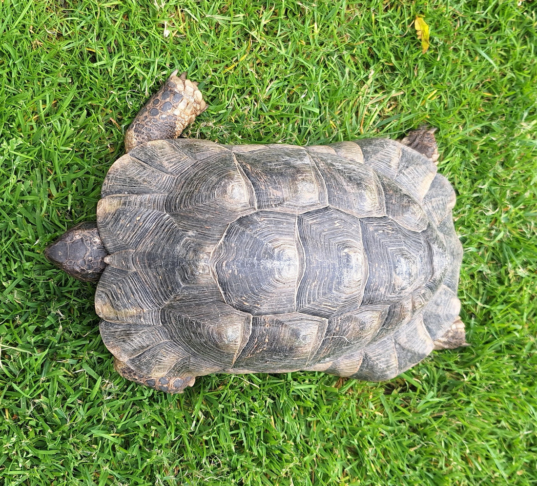 Griechische Landschildkröten