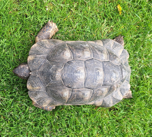 Griechische Landschildkröten