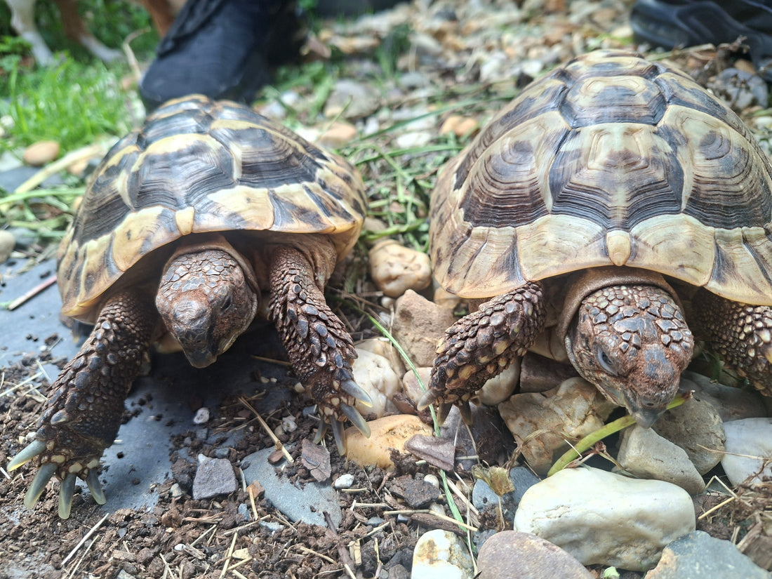 Griechische Landschildkröten Thb Männchen