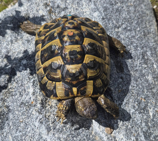 1 x Männliche Griechische Landschildkröte 2018 zu verkaufen