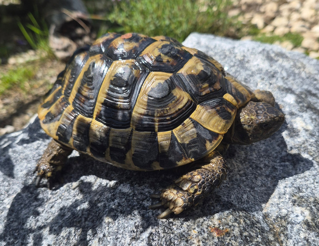 2 x Männliche Griechische Landschildkröten 2018 zu verkaufen