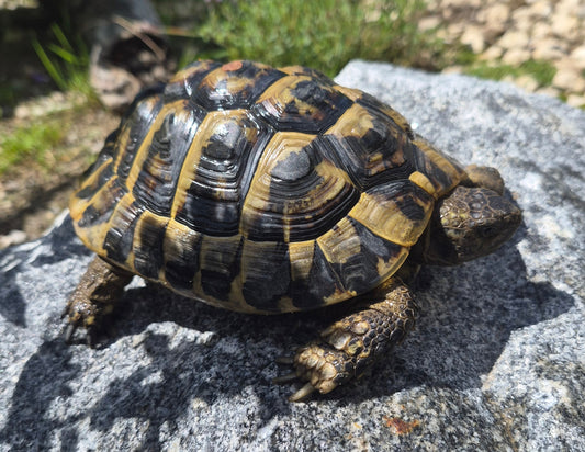 2 x Männliche Griechische Landschildkröten 2018 zu verkaufen
