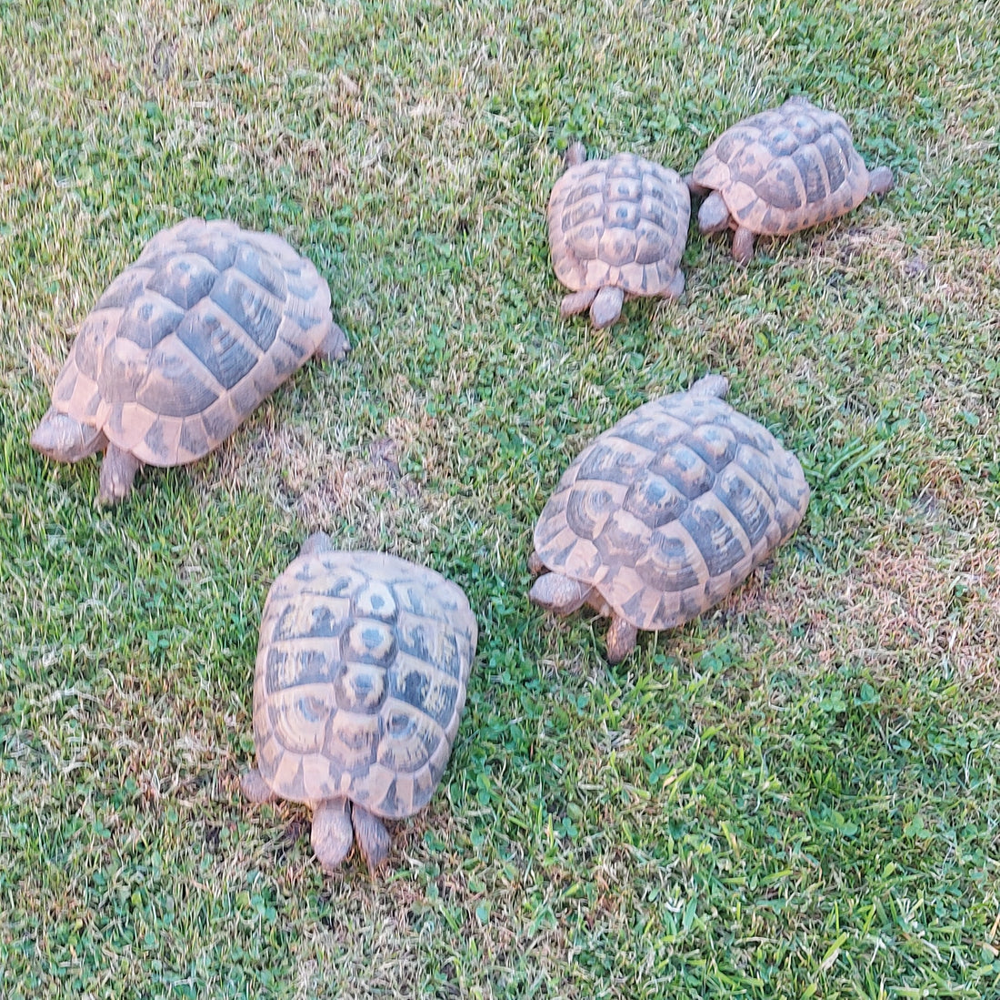 5 Griechische Landschildkröten abzugeben