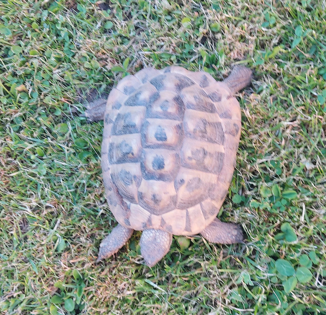2 männliche Griechische Landschildkröten abzugeben