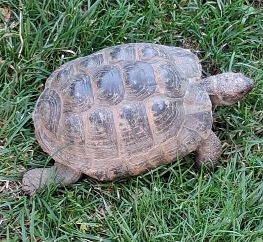 Griechische Landschildkröten und Breitrandschildkröten