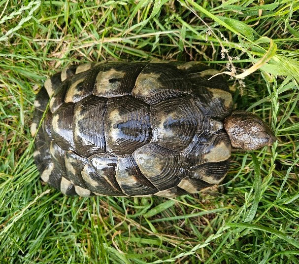 Testudo Marginsta Gruppe abzugeben