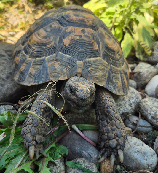 1,1 maurische Landschildkröten (2007)