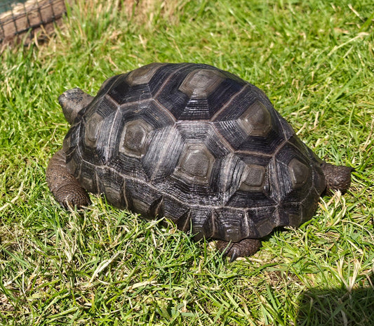 Aldabra Riesenschildkröte NZ'23