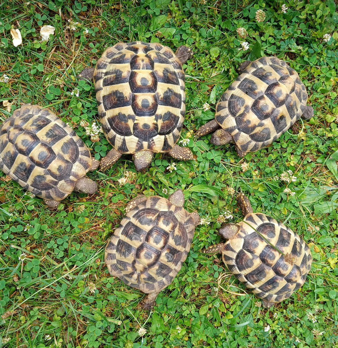 5 griechische Landschildkröten
