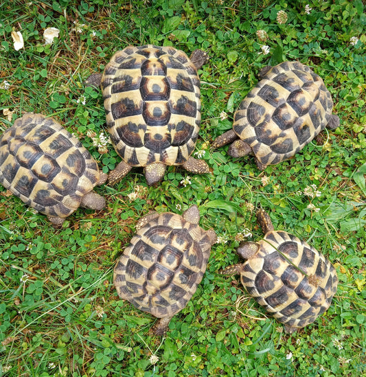 5 griechische Landschildkröten