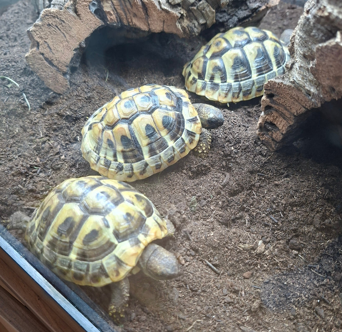 Griechische Landschildkröten NZ 33449 zu verkaufen