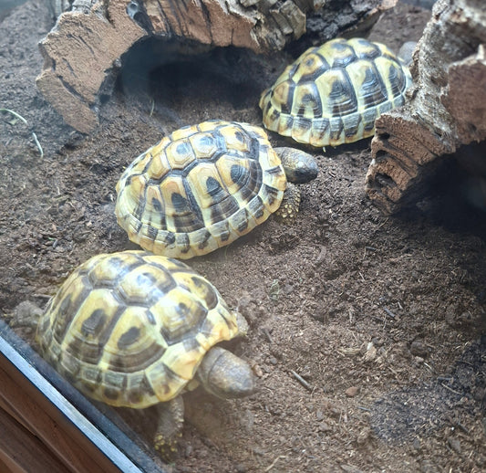 Griechische Landschildkröten NZ 33449 zu verkaufen