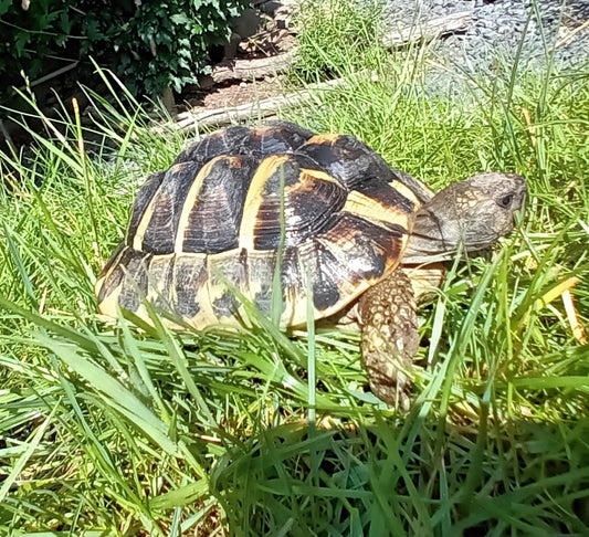 Griechische Landschildkröte