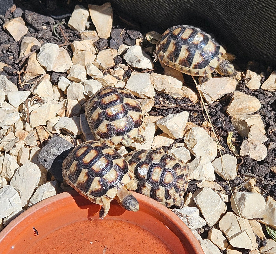 Breitrandschildkröten NZ 2025