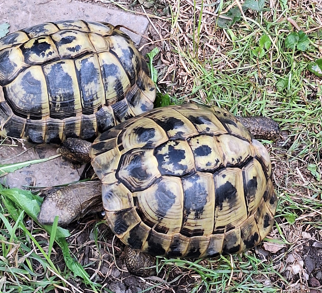 2 griechische Landschildkröten aus 2009 abzugeben