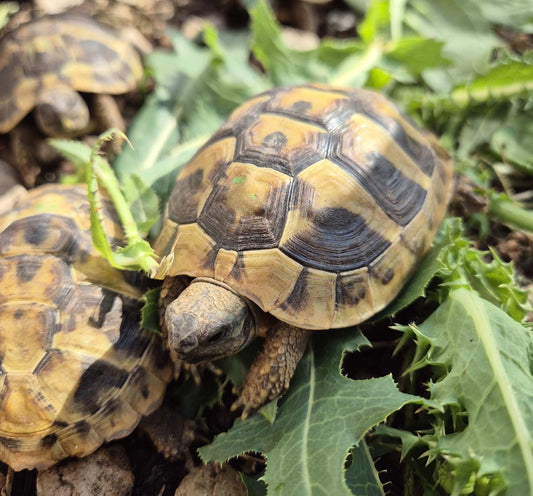 Griechische Landschildkröten NZ 2023 zu verkaufen