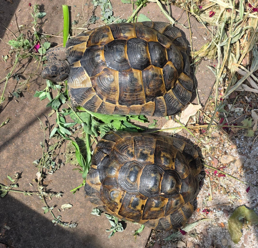 Testudo graeca, Maurische Landschildkröten zu verkaufen